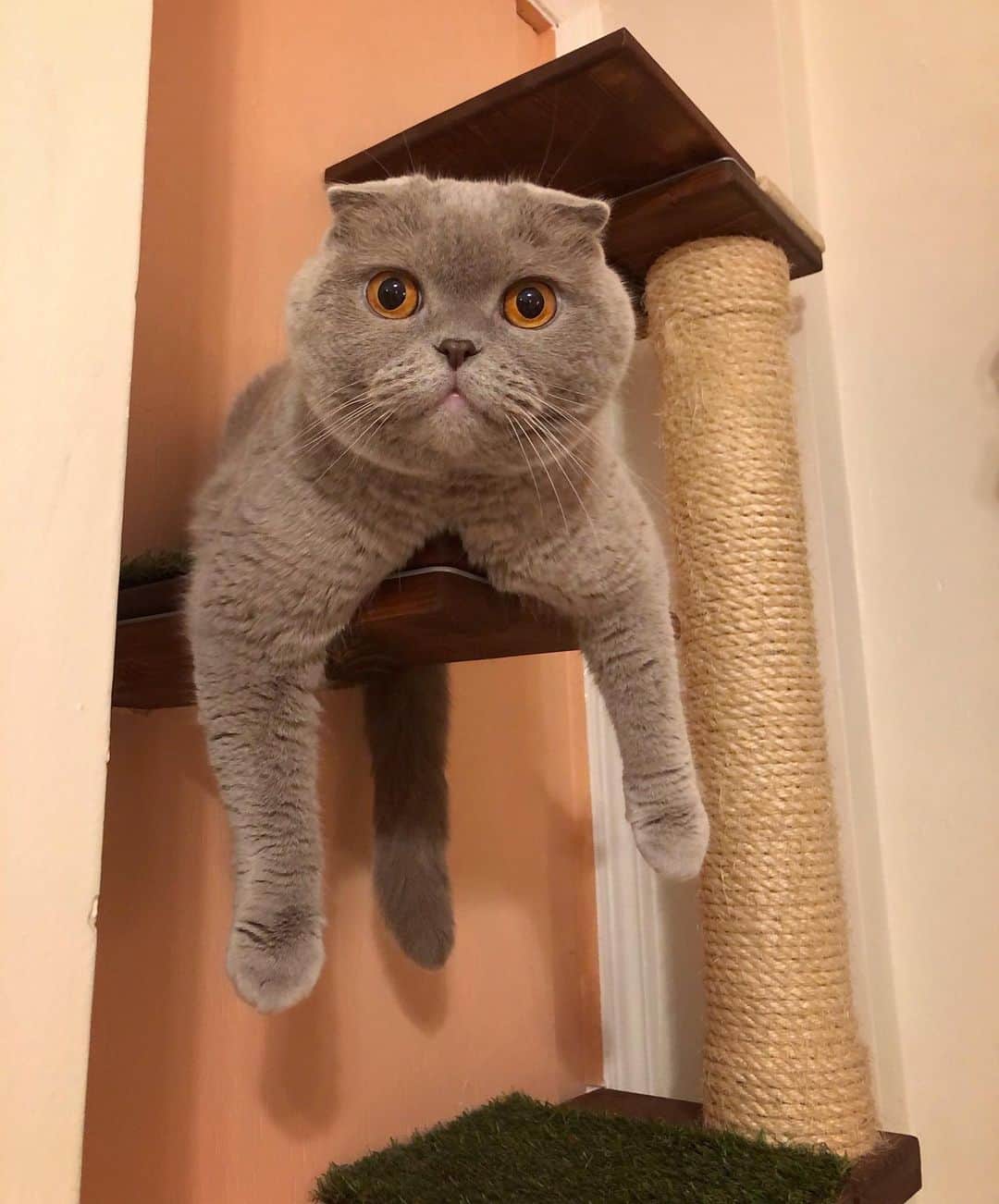 Millaさんのインスタグラム写真 - (MillaInstagram)「My version of the “Hang In There!” Cat Poster 2020! 😺Because we all can use a little encouragement in 2020! 🙀 #MillaTheCat #HangInThere #WhatAYear」7月7日 11時41分 - millathecat