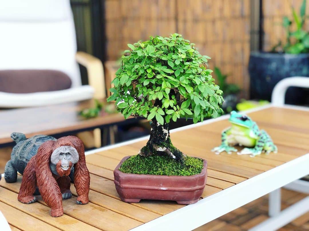 金成公信のインスタグラム：「ニレケヤキ。良い。 #ニレケヤキ #盆栽 #bonsai #bonsaijapan #japanesebonsai #wabisabi #bonsailovers #bonsailife #bonsaitree #bonsaiart #bonsaigram #bonsaiworld #plants #tree #greenlife #greenlifestyle #苔 #moss #睡蓮 #睡蓮鉢 #ビオトープ #biotope #メダカ #waterlilybowls」