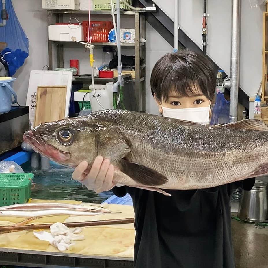 スーパーナブラのインスタグラム：「． ． 今夜のライブはスズキ！ 兵庫県産のスズキが入荷しました💕 ． 兵庫県はシーバス釣りでよく通っていましたが なかなか釣れずに苦労した思い出があります ． 兵庫県のシーバスポイントで一番好きなのは、やっぱり円山川で日本海側のウェーディングできる川を中心に釣りしていましたが、姫路に旨いラーメン屋さんがたくさんあるので、市川、夢前川、加古川に行くことも🤤 ． 90cm超える2本は京都の由良川(2枚目)と鳥取の中海(3枚目)で釣ることができました🎣 兵庫県ででかいの釣れてないですが、スーパーモンスターは円山河口だと思ってます✨ ． ながらくシーバス釣りやっていませんが😅笑 ． ． 🐟お知らせ🐟 【今夜21時00分】 スーパーナブラチャンネルで 生配信ライブをさせていただきます💕 ． ぜひぜひのぞきに来てくださいませ😊 ． #スズキ#シーバス#兵庫#鮮魚#刺身 #飛行機#温泉#旅館#ホテル#和食#鮭 #グルメ#露天風呂#足湯#GW#車中泊 #景色#釣り#ブラックバス#バス釣り #発見#おでかけ#女子旅#ツーリング #自然#釣り#釣りガール#YouTube#旅」