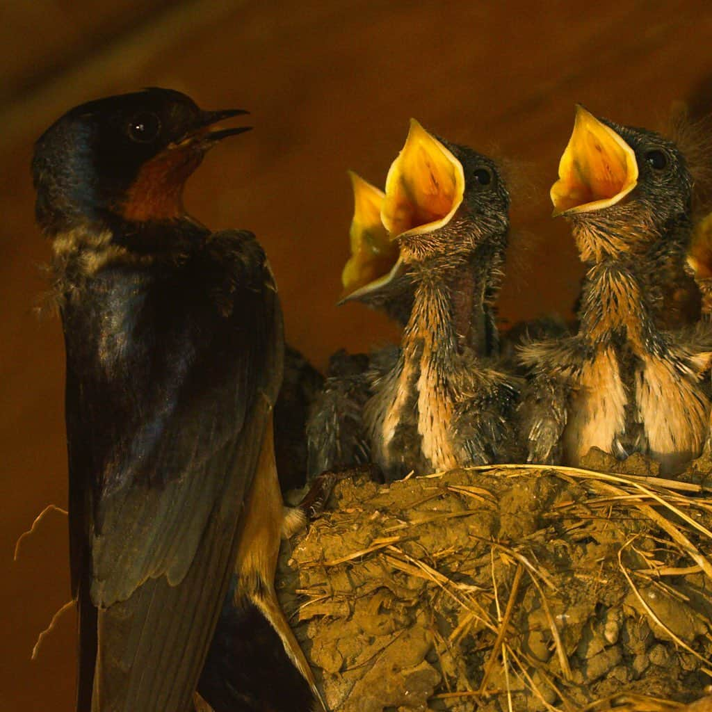 Tim Lamanさんのインスタグラム写真 - (Tim LamanInstagram)「Photos by @TimLaman.  A nest full of mouths.  Barn swallows open wide as a parent approaches with food, seen in the second shot.  Photographed last week at the beautiful Peak Rock horse farm in Southern Massachusetts where the barn swallows are welcome residents in the barns where they reduce mosquitos and flies to the benefit of the horses.  Shot for #CornellLabofOrnithology, as part of a project documenting breeding birds in the Northeast.  #barnswallows, #birds #massachusetts #shotonRED @reddigitalcinema」7月7日 11時46分 - timlaman