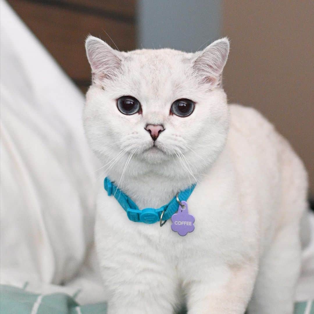 ミスター・ホワイトさんのインスタグラム写真 - (ミスター・ホワイトInstagram)「Single and looking 😝 #iloafyou」7月7日 11時59分 - white_coffee_cat