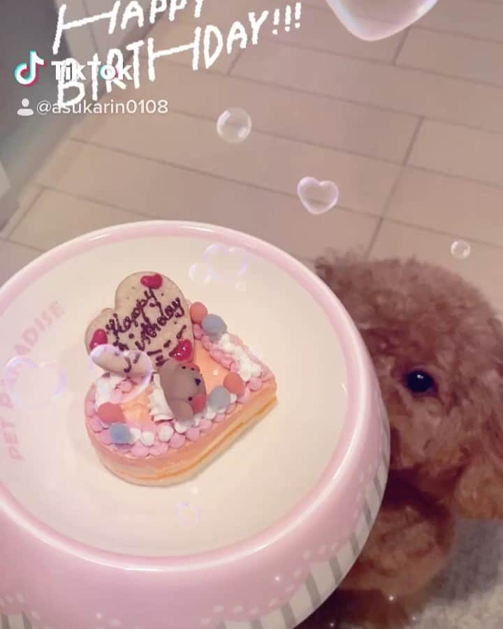 飛鳥りんのインスタグラム：「７月７日は ミニーちゃん4才のお誕生日🎂❤️  すっかり大人になったミニーさん🤣  #愛犬との暮らし #愛犬の誕生日 #happybirthday #トイプードル #犬用ケーキ #七夕」
