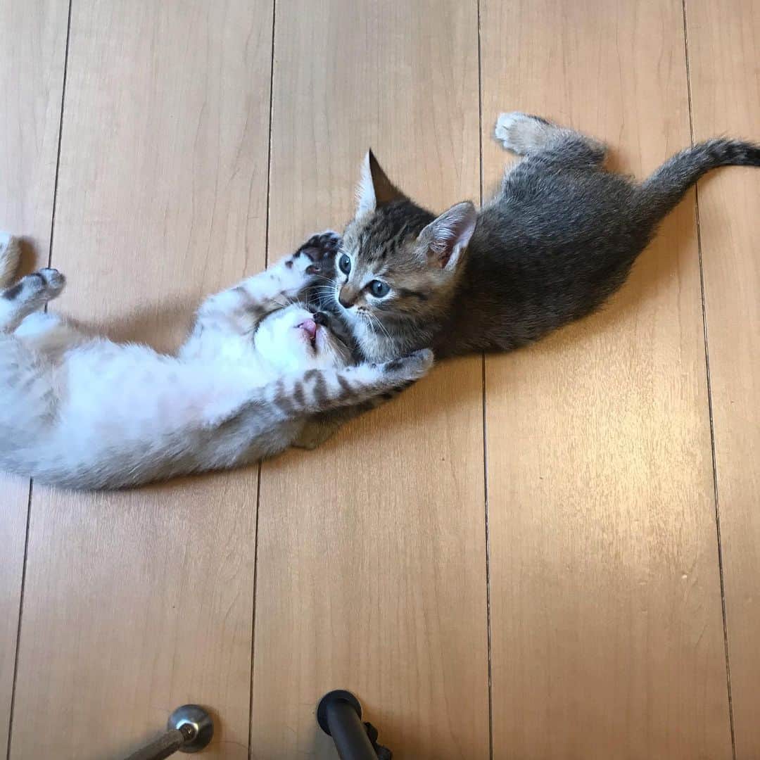 増山敬子さんのインスタグラム写真 - (増山敬子Instagram)「あ〜癒されるっ🥺 なんて可愛いのかしら🐈 でもこんなに小さな子猫だけど、 ビビる私😅 * 子供達はすっかり猫ちゃんに夢中時間でした😍」7月7日 21時43分 - keikomasuyama