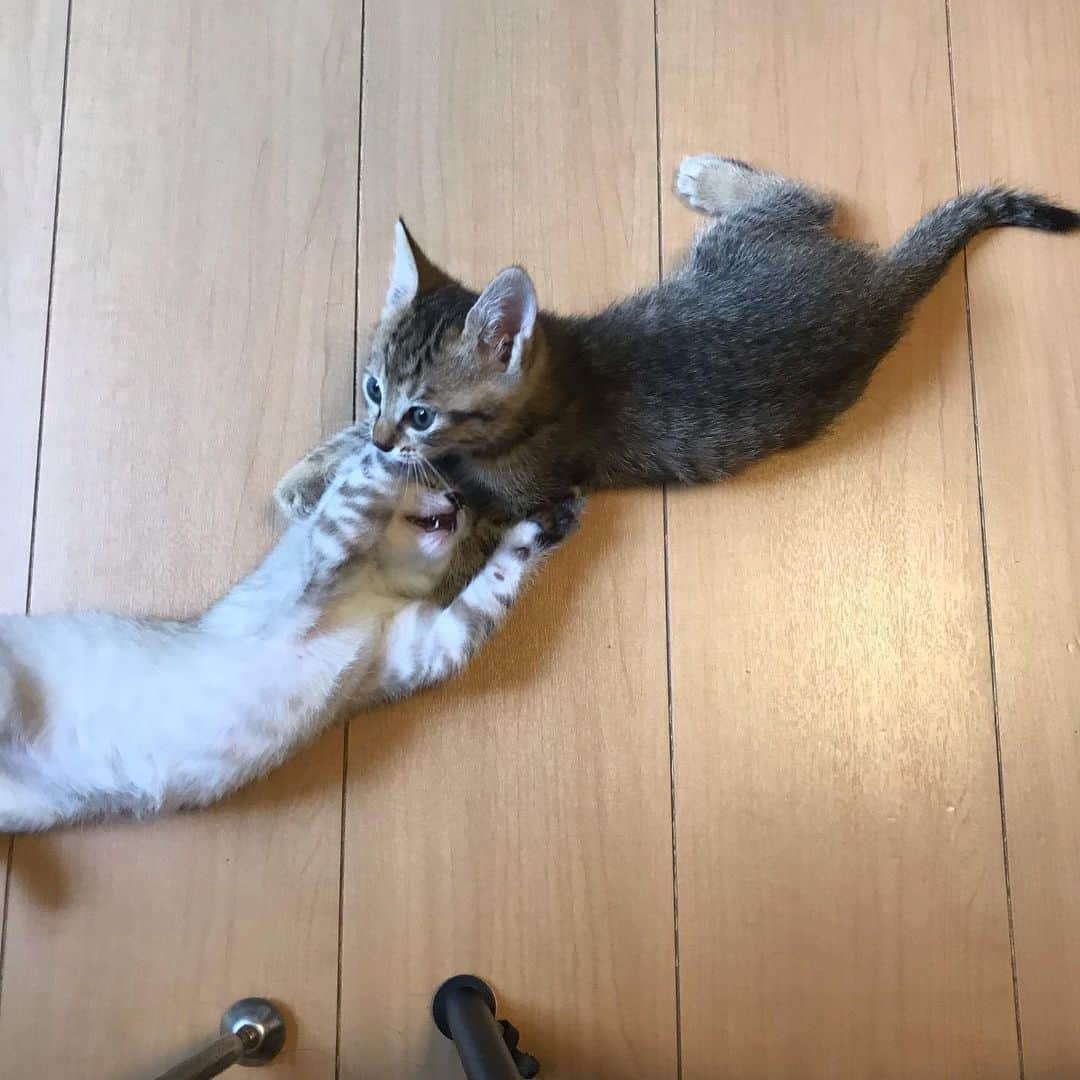 増山敬子さんのインスタグラム写真 - (増山敬子Instagram)「あ〜癒されるっ🥺 なんて可愛いのかしら🐈 でもこんなに小さな子猫だけど、 ビビる私😅 * 子供達はすっかり猫ちゃんに夢中時間でした😍」7月7日 21時43分 - keikomasuyama