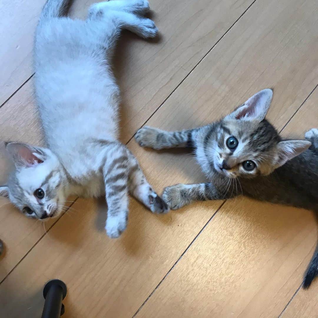 増山敬子さんのインスタグラム写真 - (増山敬子Instagram)「あ〜癒されるっ🥺 なんて可愛いのかしら🐈 でもこんなに小さな子猫だけど、 ビビる私😅 * 子供達はすっかり猫ちゃんに夢中時間でした😍」7月7日 21時43分 - keikomasuyama