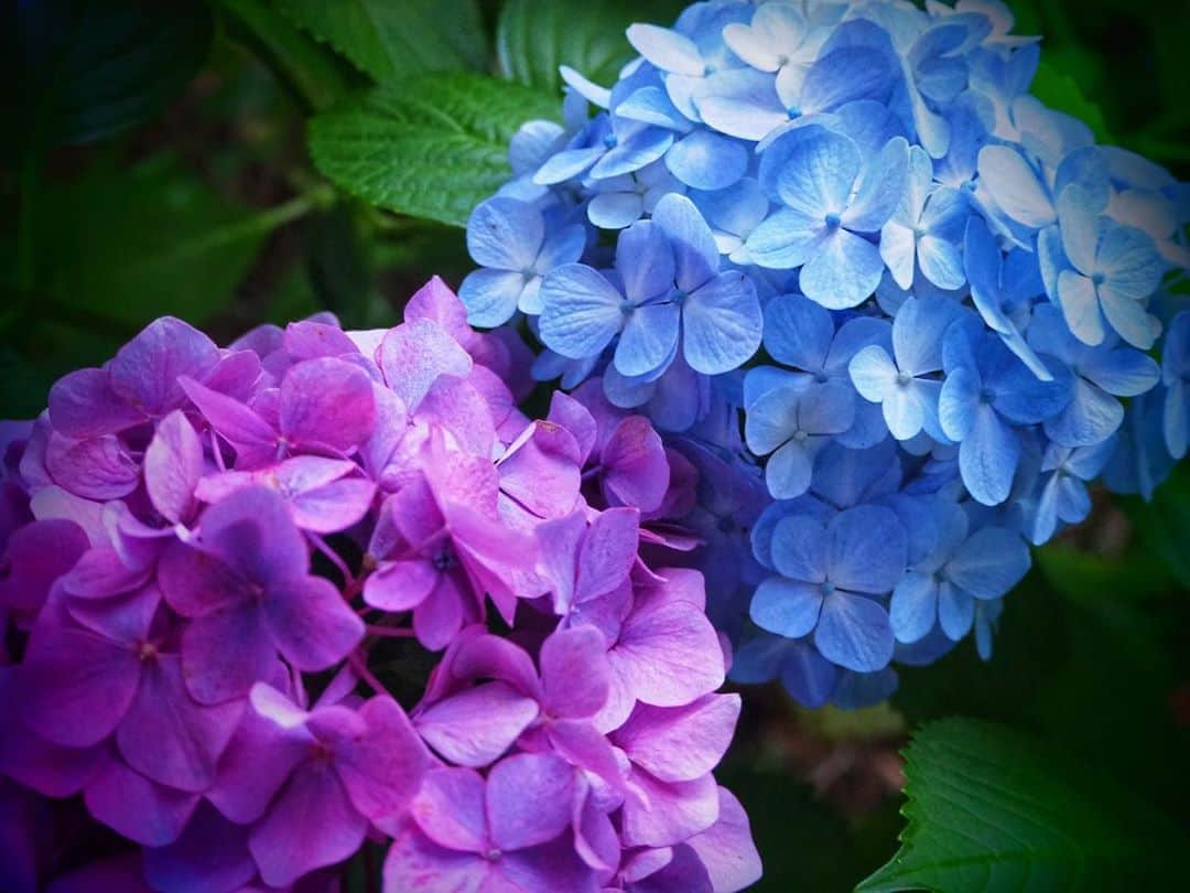 松本紗依のインスタグラム：「☔ * 載せ時が掴めない * #紫陽花 #梅雨 #カメラ #写真」