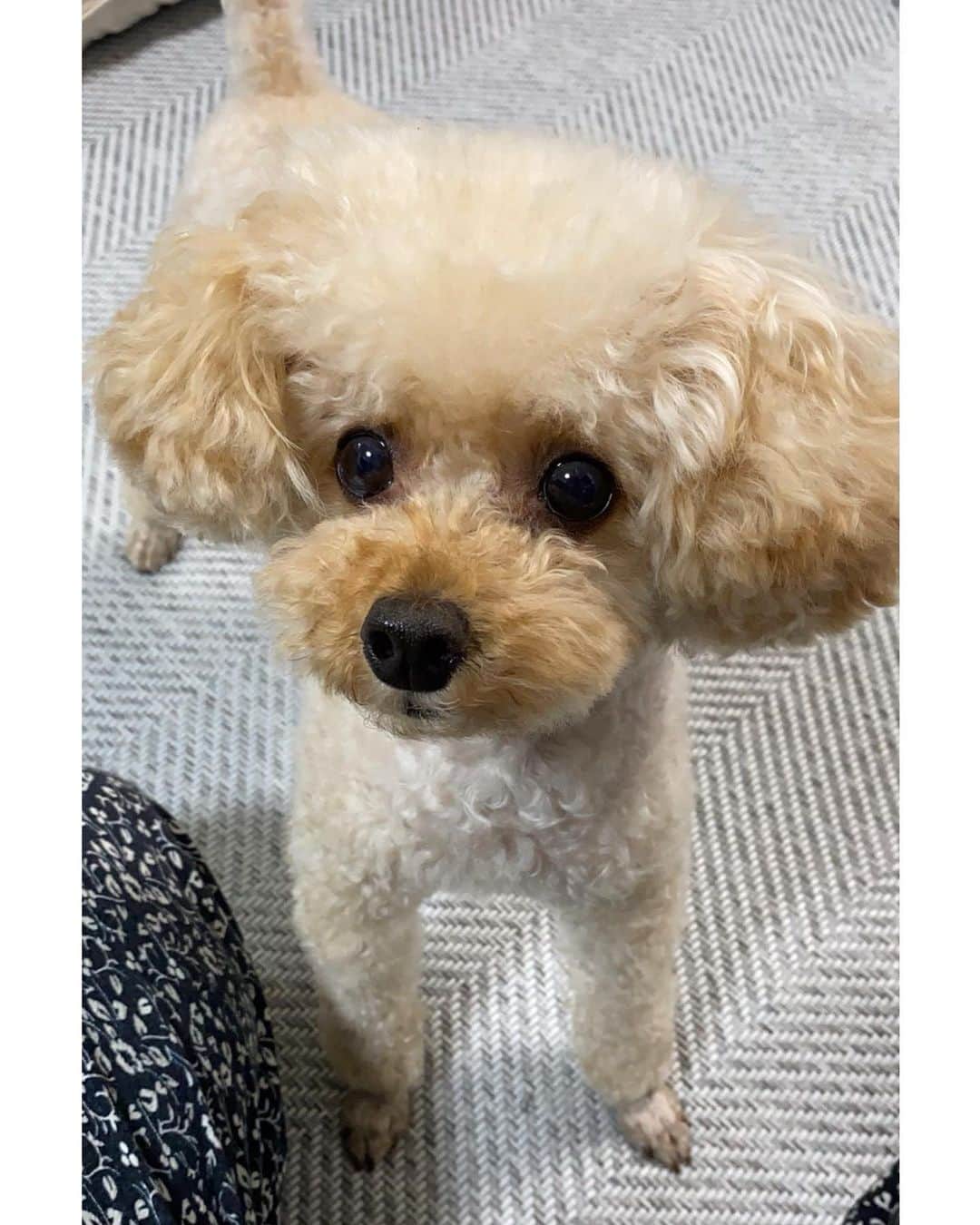 Kaeのインスタグラム：「. . moco🐶♥️ 可愛い癒されるしゅき🥺🥺♥️ . #愛犬 #トイプードル #いぬすたぐらむ」