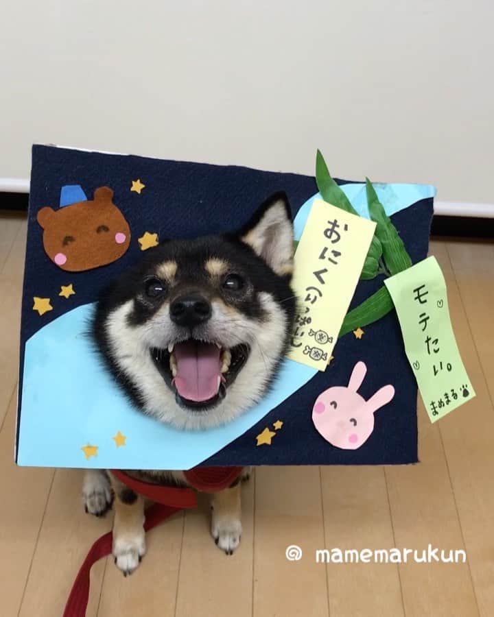 まめ丸のインスタグラム：「* * 今日は『たなばた🎋』だったねー🐶💓 ぼくもたんざくかいたよ❣️ #ブログにオフショットのせたよ * きのうはおいわいコメントたくさんありがとー🐶❣️ 5さいもがんばるぞー💪✨ * Today is Tanabata or Star Festival in English🌟 People write their wishes and hopes on paper and hang them on bamboo🎋 My wishes are...🌟 『 I wanted to be popular with girls🐶💓』 『I want lots of meat🍖 』 #mamemaruscosplay * #はめ丸 シリーズ第３２弾 七夕その5🎋 #たなぼたじゃないよたなばただよ #おにくいっぱいよくばった🍖🍖🍖 * #柴犬#豆柴#柴#黒柴#犬#いぬのきもち#shiba#shibainu#shibastagram#shibadog#puppy#instadog#dogstagram#dog#instashiba#petstagram#pet#mydogiscutest#강아지#멍스타그램#ig_japan#doglover#weeklyfluff#dailyfluff#七夕」