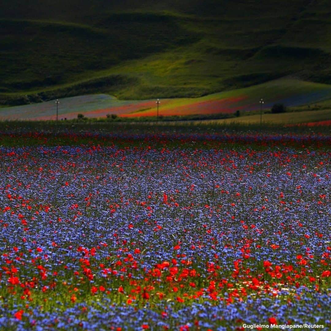 ABC Newsさんのインスタグラム写真 - (ABC NewsInstagram)「IN BLOOM: Fields of colorful flowers light up the landscape during the annual blossom in Castelluccio, Italy. #flowers #nature」7月7日 22時14分 - abcnews