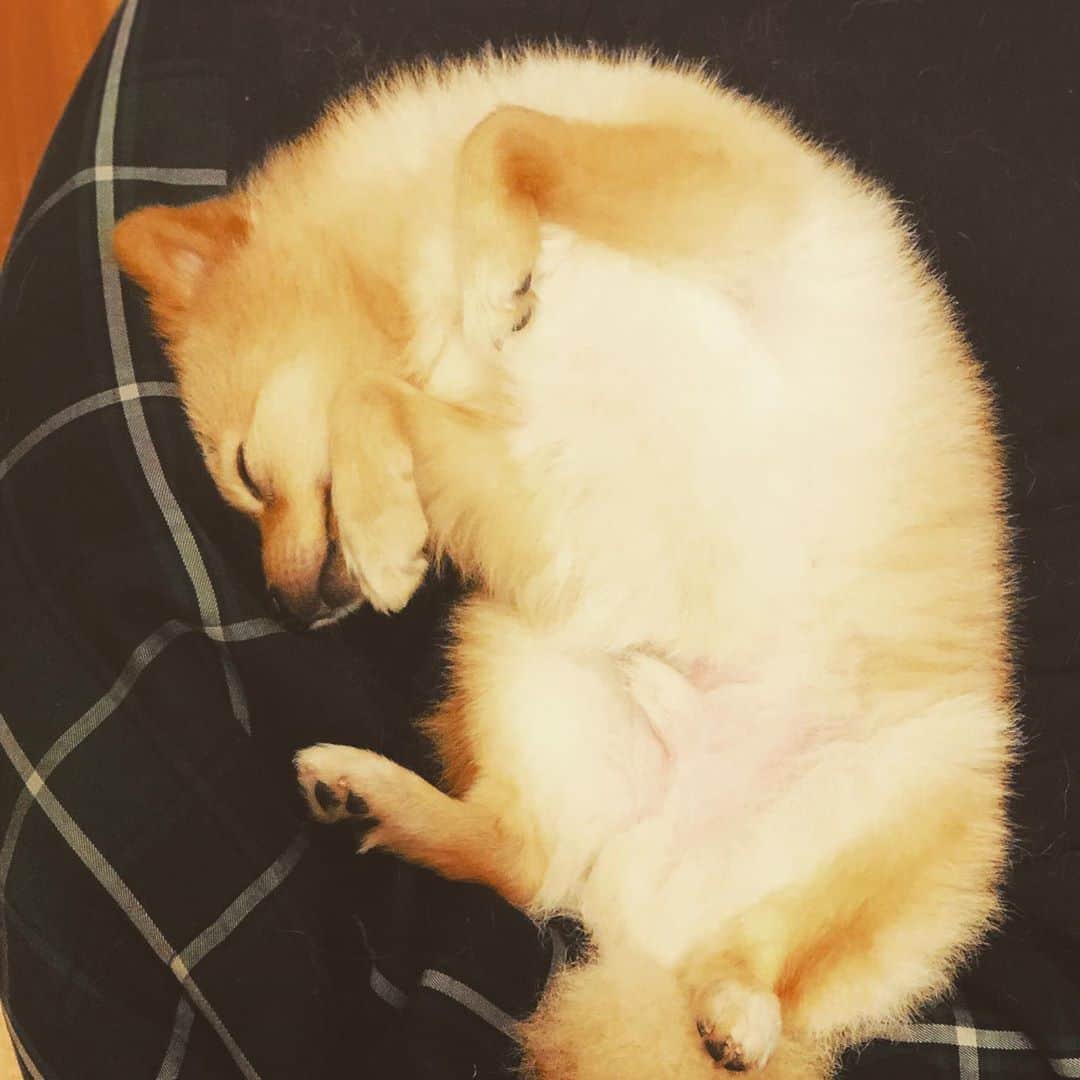 水野良樹さんのインスタグラム写真 - (水野良樹Instagram)「よく寝る子です。」7月7日 22時23分 - mizunoyoshiki_teke