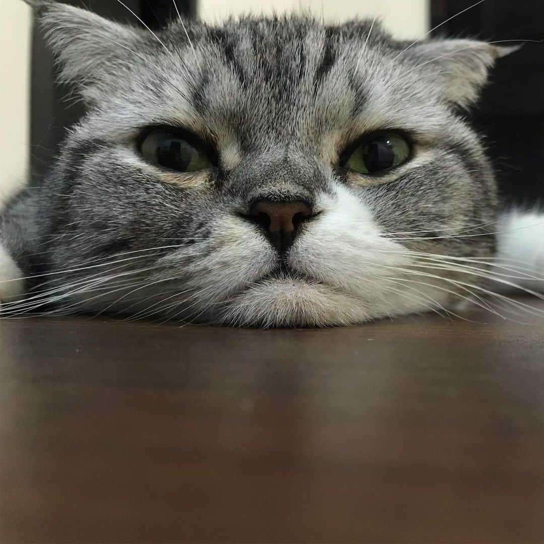 KATSUOさんのインスタグラム写真 - (KATSUOInstagram)「. 耳なし . 耳あり . #cat #catstagram #catsofinstagram #instacat#cutecat#katsuo#耳で語るオトコ」7月7日 22時39分 - isokatsuo
