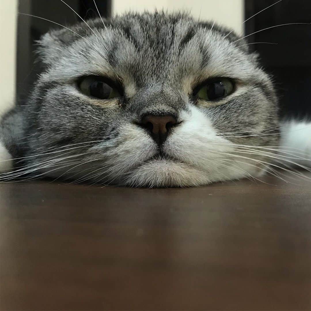 KATSUOのインスタグラム：「. 耳なし . 耳あり . #cat #catstagram #catsofinstagram #instacat#cutecat#katsuo#耳で語るオトコ」