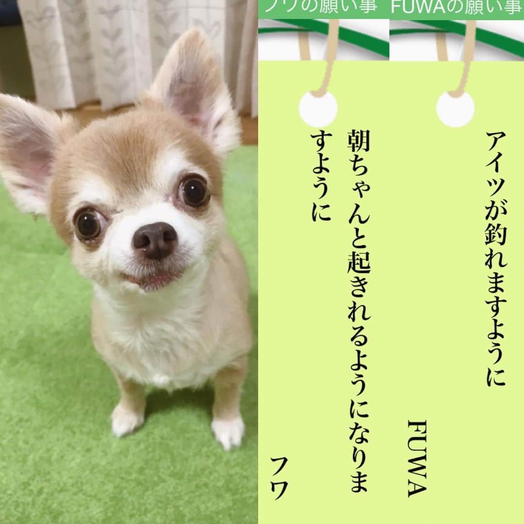 ∞maki∞??????さんのインスタグラム写真 - (∞maki∞??????Instagram)「2020.7.7 デコ♡フワ♡ピノ♡サラ♡オミ♡ ・ ・ ・ 今年もみんなの願い事〜😆🎋💕✨ ・ ・ ・ #やっぱり今年もオチはオミ🤣笑 #七夕#うそこメーカー#願い事メーカー #2020#dog#Chihuahua#Chihuahualove#Chihuahualife#instaChihuahua#photooftheday#IGersJP#west_dog_japan#all_dog_japan#happy#cute#love#犬#愛犬#イヌスタグラム#ちわすたぐらむ#チワワ#ロングコートチワワ#多頭飼い#可愛い#癒し#幸せ#Goodnight#おやすみ #ﾃﾞｺﾌﾜﾋﾟﾉｻﾗｵﾐ」7月7日 22時41分 - maki_dfpso