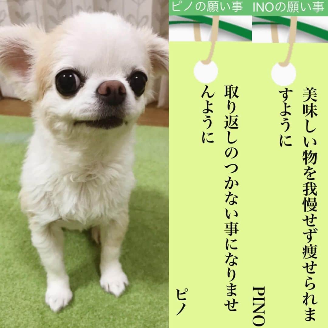 ∞maki∞??????さんのインスタグラム写真 - (∞maki∞??????Instagram)「2020.7.7 デコ♡フワ♡ピノ♡サラ♡オミ♡ ・ ・ ・ 今年もみんなの願い事〜😆🎋💕✨ ・ ・ ・ #やっぱり今年もオチはオミ🤣笑 #七夕#うそこメーカー#願い事メーカー #2020#dog#Chihuahua#Chihuahualove#Chihuahualife#instaChihuahua#photooftheday#IGersJP#west_dog_japan#all_dog_japan#happy#cute#love#犬#愛犬#イヌスタグラム#ちわすたぐらむ#チワワ#ロングコートチワワ#多頭飼い#可愛い#癒し#幸せ#Goodnight#おやすみ #ﾃﾞｺﾌﾜﾋﾟﾉｻﾗｵﾐ」7月7日 22時41分 - maki_dfpso