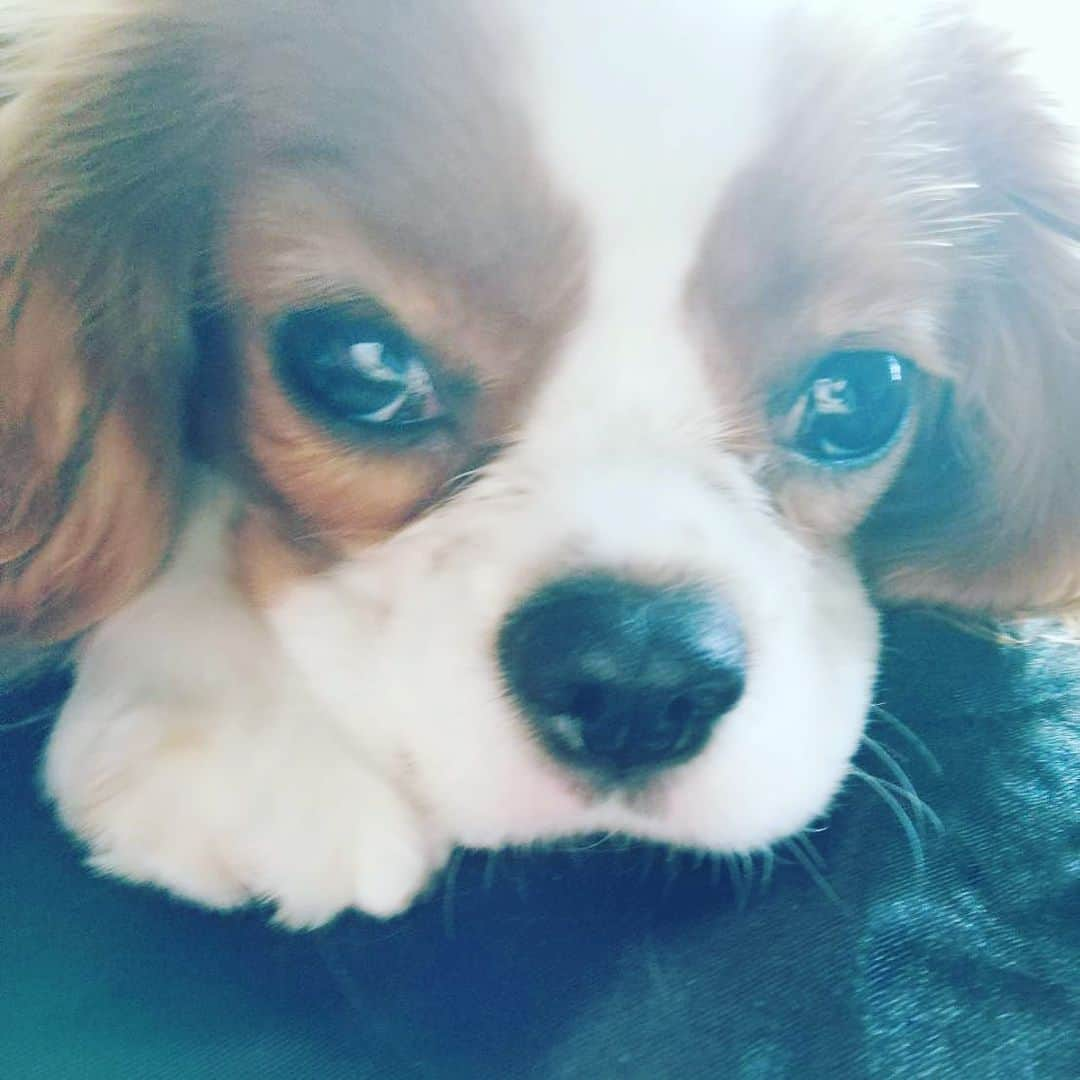 藤沢文翁さんのインスタグラム写真 - (藤沢文翁Instagram)「#cavalierkingcharlesspaniel」7月7日 22時47分 - fujisawabun_o