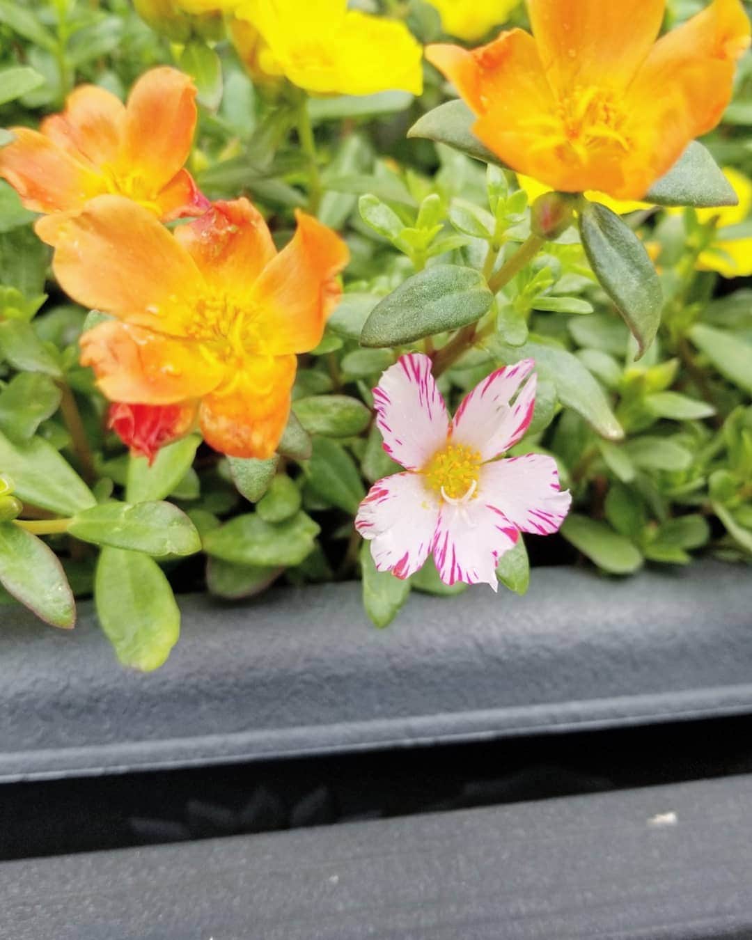 koyukkuma 一条工務店さんのインスタグラム写真 - (koyukkuma 一条工務店Instagram)「• お庭のポーチュラカが伸びては切り戻して、挿し芽。 もう1回切り戻して挿し芽で、ここまでボリュームでました💐 • 満開になってキレイかわいい💓 • まだまだ隙間に挿し芽していきますよ👌 • ピンクの筋が入ったお花もっとさいてほしいなぁ～！ これめっちゃかわいい！ • やっぱり黄色が強いなぁ～ 今年は白の勢いがない！ • • 今日は久しぶりに美容室へ✂ • 伸びきった髪をバッサリ。 (20cmぐらい、毎年のこと) パーマあててモリモリになりました👐 • パーマを注文すると3時間座りっぱなしですが、ただ座ってるよりも何かしながらがいい………… • ってことで、 @gyugyumaki_official  #ギュギュマキ で胸下から腰までをギューーーッと縛り上げてGO🚗 • ギュギュマキをつけて猫背みたいに姿勢悪くするとお腹が苦しくて、自然と背筋が伸びるんです！ • それだけでもインナーマッスルが鍛えられそう👌 • 何がびっくりって、脱いだ時の胴体がグニャッてなる感じ👀 ホントしっかり支えられてたんやって実感する！！ • 冗談抜きで、脱いだ直後そのまま歩くと何かカタカタする(笑) 大げさな……って思われそうやけど、それくらいいい姿勢をキープしてくれてるんやなーって👐 • いい姿勢もやけど、身体のラインをキレイに作ってくれるのがまたいい🎵 • ピッタリした服を着るなら下に巻いておくといいよ😊 • #PR」7月7日 14時15分 - kumasan_ismart