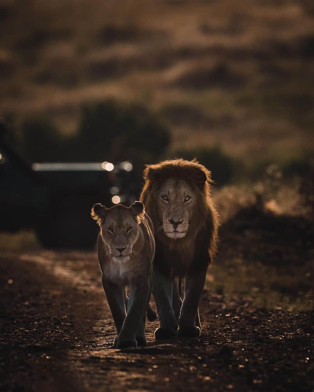 Canon Asiaのインスタグラム：「The Royal Walk 👑 - with every successful man there is an equally successful woman. In the social organisation of a lion pride 🦁, the lioness is known to be the better-skilled hunter and will often provide food for the pack more often than males.⁣ .⁣ Which strong female inspires you in life?⁣ .⁣ 📷 Image by @aamir__khatri shot using the Canon EOS-1D X Mark II  EF500mm f/4L IS  f/5.6  ISO 800  1/4000  500mm⁣ .⁣ Have a wildlife photo to be featured? Tag them with #canonasia or submit them on My Canon Story, link in bio!⁣ .⁣ #canonasia #photography #explore #wildlife #companion #lion #lioness #animals #couple #colours #canon #composition #lens #inspiration」