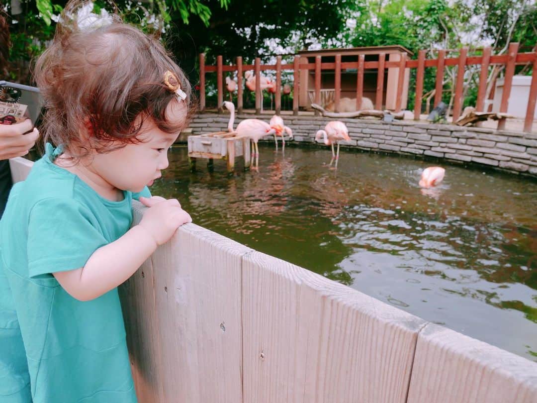 菊井彰子さんのインスタグラム写真 - (菊井彰子Instagram)「シーパラの中で一番テンションたかかったのは、お魚よりもイルカショーよりもフラミンゴで爆上げでした🤣 うそーん。🤷‍♀️ホンマ予測不可能🙄笑 フラミンゴにずっと話しかけていたよ、、、。 ・ ・ ・ ・ #八景島シーパラダイス  #おやばか部  #親バカ  #生後10ヶ月 #女の子ベビー #女の子コーデ #新米ママ #女の子のママ #女の子ママ #10monthsbaby  #赤ちゃんのいる暮らし #赤ちゃんのいる生活 #ままのて #ベビーグラム  #赤ちゃんとママ #0歳　　#ベビー #親バカ部　#水族館 #成長記録　#育児記録　#娘　#乳児 #コドモノ #ママリ #ベビライフ #ベビメモリ  #ベビスタグラム #ママカメラ #ベビフル」7月7日 14時26分 - yanakiku_kiku