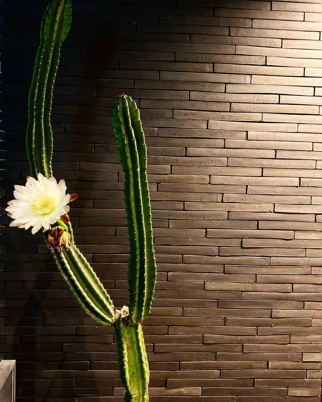 中村獅童さんのインスタグラム写真 - (中村獅童Instagram)「七夕そして我が家のサボテンに年に一度一日だけの花が咲く。 #家族健康 #ハルはぶどうとイチゴと傘と雨らしい #陽喜 #獅童」7月7日 14時20分 - shido_nakamura
