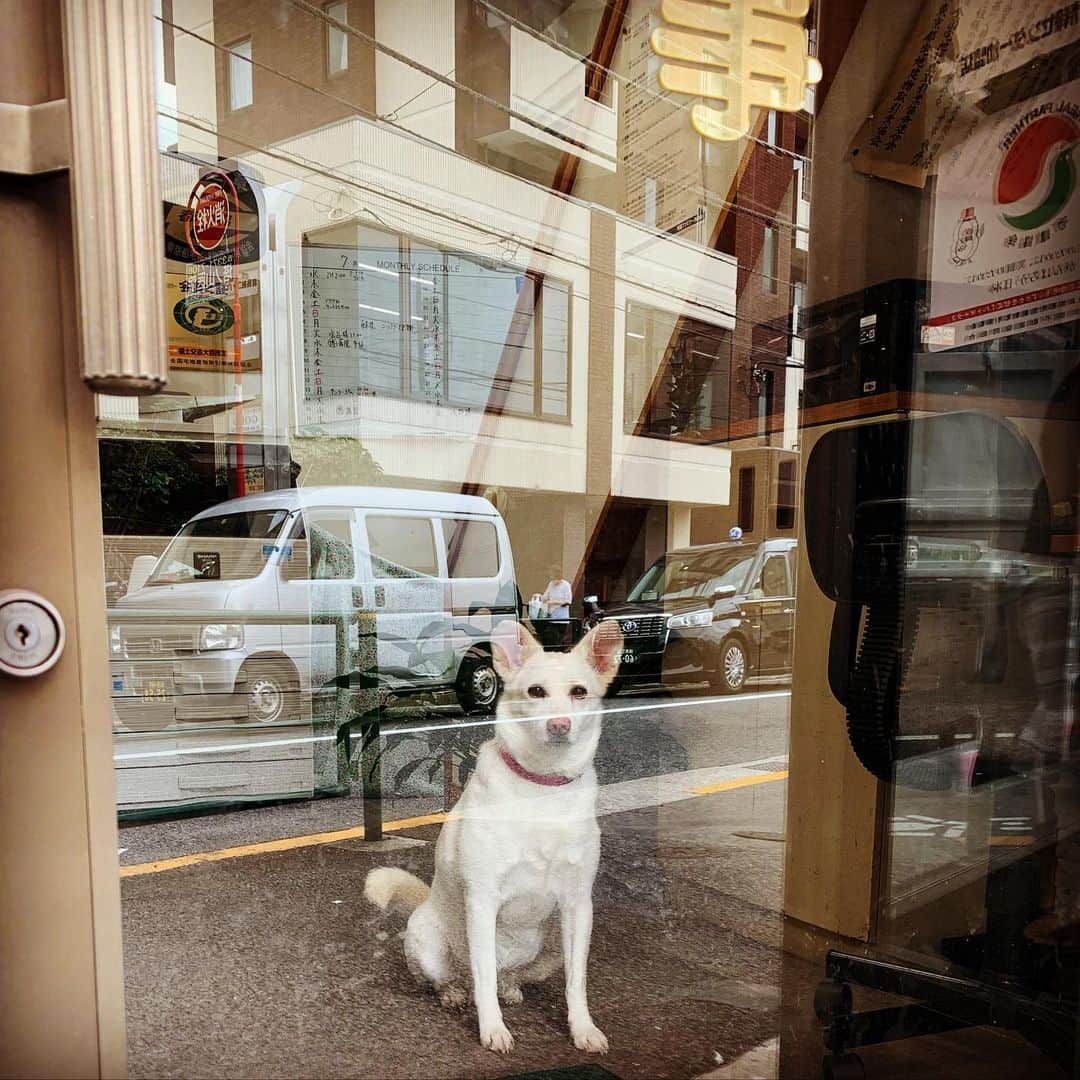 一三さんのインスタグラム写真 - (一三Instagram)「ウチの近所の不動産屋の看板犬。  独りぼっちで寂しそうだから，店の前を通る度に声掛けるけど，いつも吠えられる…  #犬 #いぬすたぐらむ #イヌ #dog #dogstagram #看板犬 #不動産屋 #吠えられる #独りぼっち #lonly #今日の可愛いちゃん #cute #pritty #lovely」7月7日 14時29分 - ichizou.co.jp