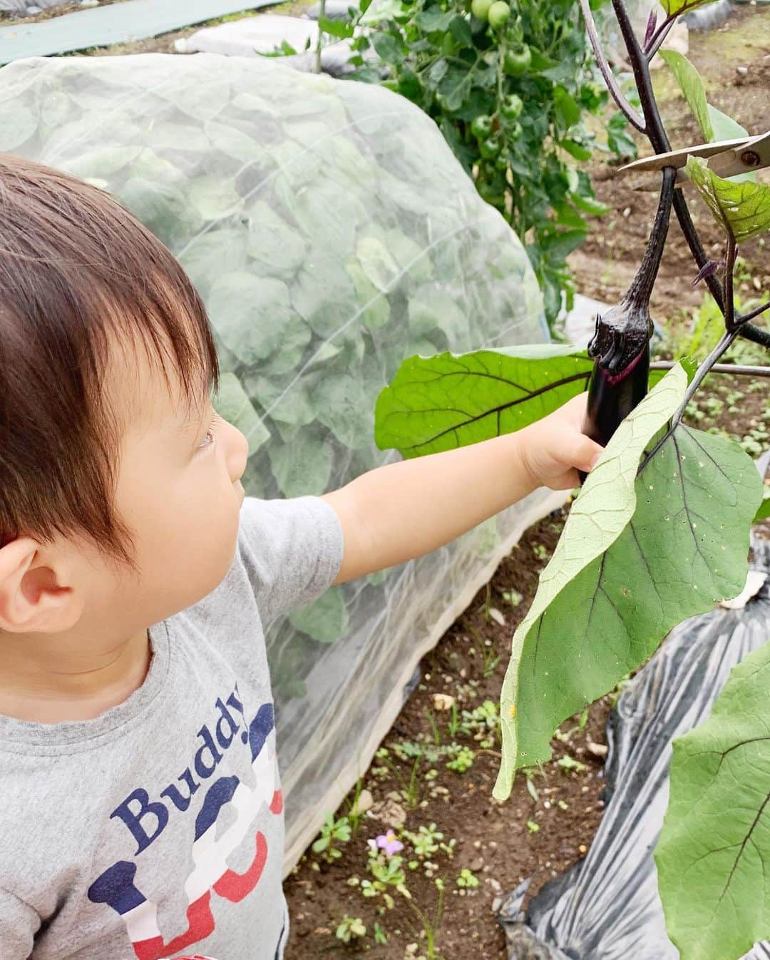 杉浦太陽さんのインスタグラム写真 - (杉浦太陽Instagram)「定期的に畑に行って野菜収穫！  ナスをチョキン✂️  いっぱい採れました！！^_^  @sugiurataiyou_official  #たぁのんファーム #夏野菜収穫 #プランターもあるから野菜いっぱい！」7月7日 14時51分 - sugiurataiyou_official