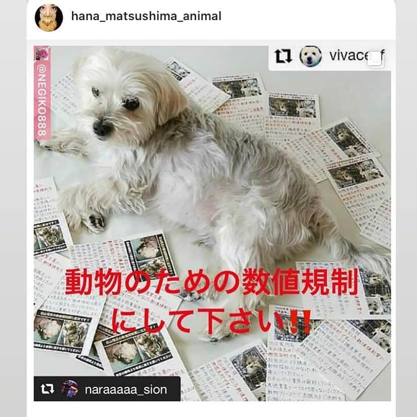 児玉菜々子さんのインスタグラム写真 - (児玉菜々子Instagram)「リポストです。  画像は見るに耐えられないような画像を載せてます。  https://e-mailer.link/100115253825 ↑こちらにアクセスして〈名前〉の部分に自分の名前を入れて送るだけ🐶  この方法が一番簡単な署名です。 文章は作成済みです。 本当に一瞬なのでお願いします！ 7月10日までです。  私はこの文の最後に自分の気持ちとして、皆様の良心を信じております。皆様の今まで出会った家族同然の動物達を思い出してください。と付け加えました。  #動物のための数値規制を #数値規制 #動物 #animal #保護」7月7日 15時24分 - nanaco.conana