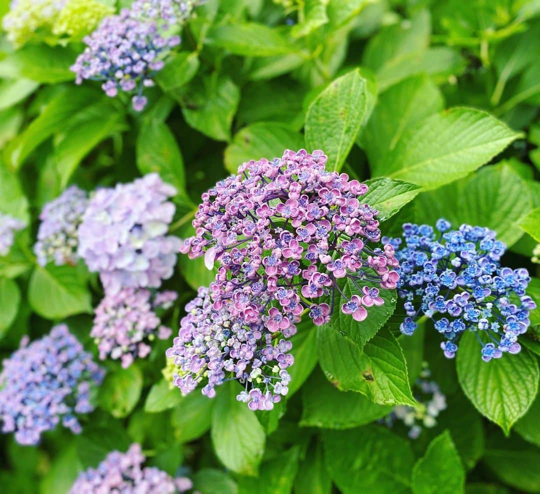 武田訓佳さんのインスタグラム写真 - (武田訓佳Instagram)「・ 🤍💚💗💜💙  紫陽花  💙💜💗💚🤍  #紫陽花 #あじさい #散歩 #甥っ子カメラマン #ほぼ全部甥っ子撮影 #👦🏻 #ポートレート大好き少年 #🤳 #💕 #動画の音offにしてるのは #姪っ子ちゃん #🗣 #ぎゃぁぁあ #むしぃぃぃぃいいいいい #はちイヤァァアァァァァア #ぎぃゃぁああぁあ #ってずっと言ってるからです😇💕」7月7日 15時36分 - kunika0117