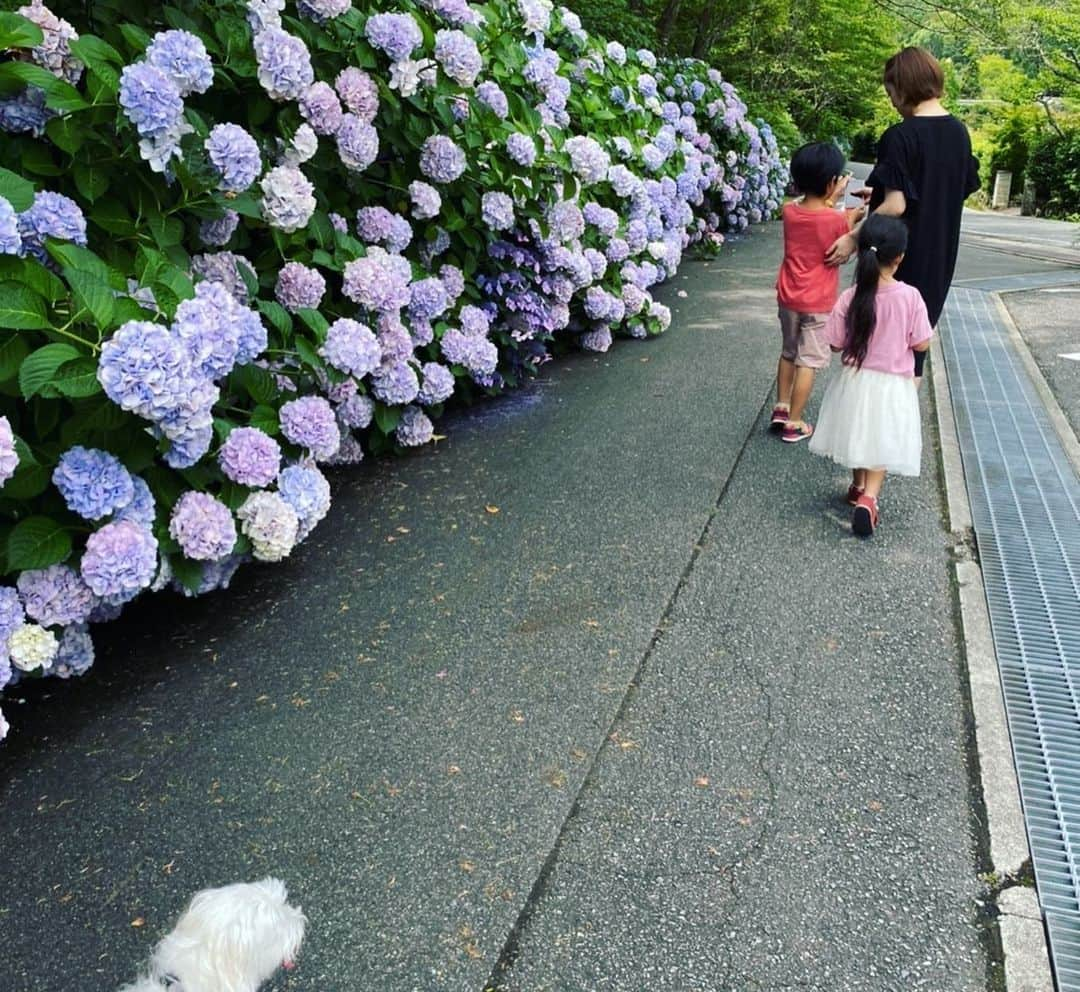 武田訓佳さんのインスタグラム写真 - (武田訓佳Instagram)「・ 🤍💚💗💜💙  紫陽花  💙💜💗💚🤍  #紫陽花 #あじさい #散歩 #甥っ子カメラマン #ほぼ全部甥っ子撮影 #👦🏻 #ポートレート大好き少年 #🤳 #💕 #動画の音offにしてるのは #姪っ子ちゃん #🗣 #ぎゃぁぁあ #むしぃぃぃぃいいいいい #はちイヤァァアァァァァア #ぎぃゃぁああぁあ #ってずっと言ってるからです😇💕」7月7日 15時36分 - kunika0117