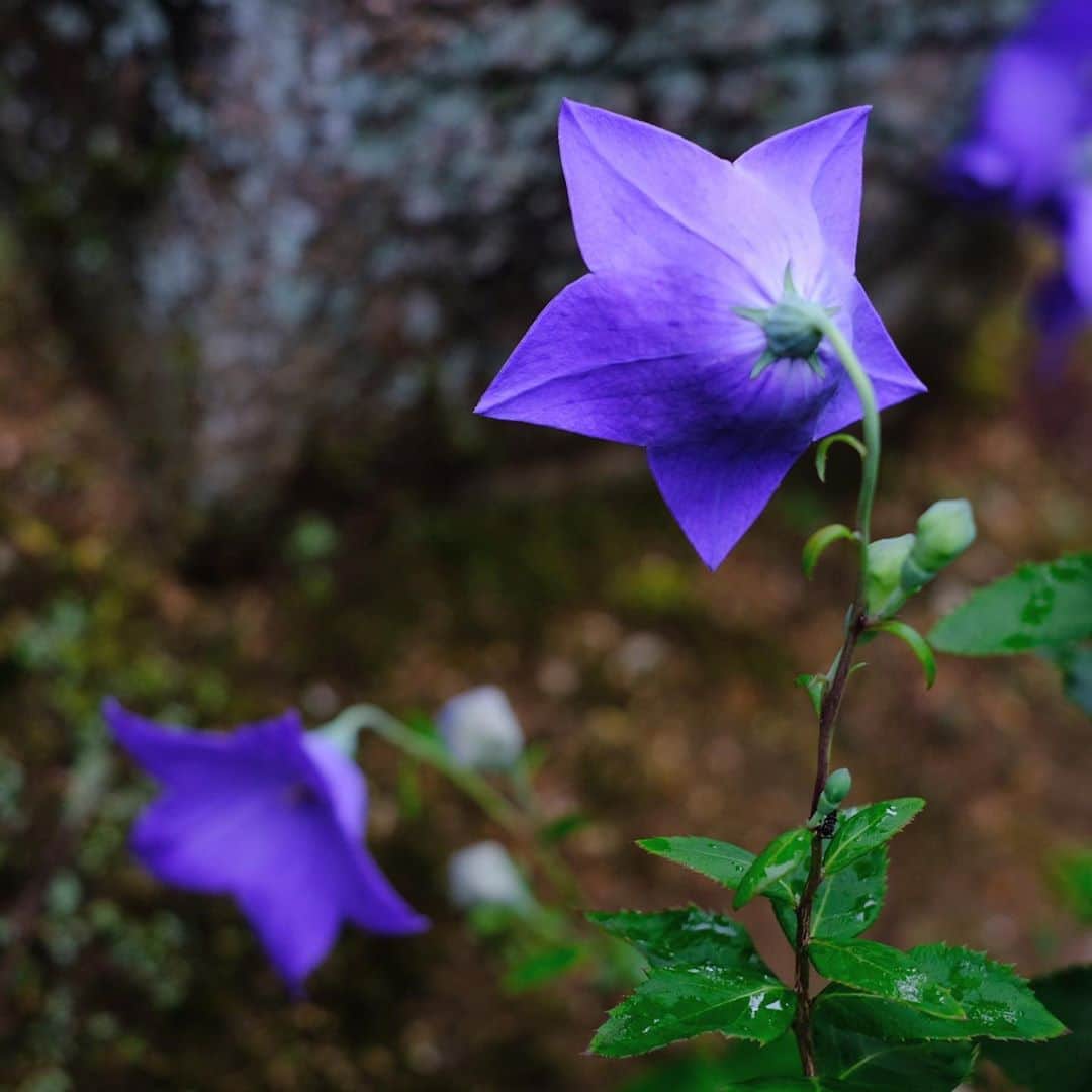奈良 長谷寺 / nara hasederaのグルメインスタ