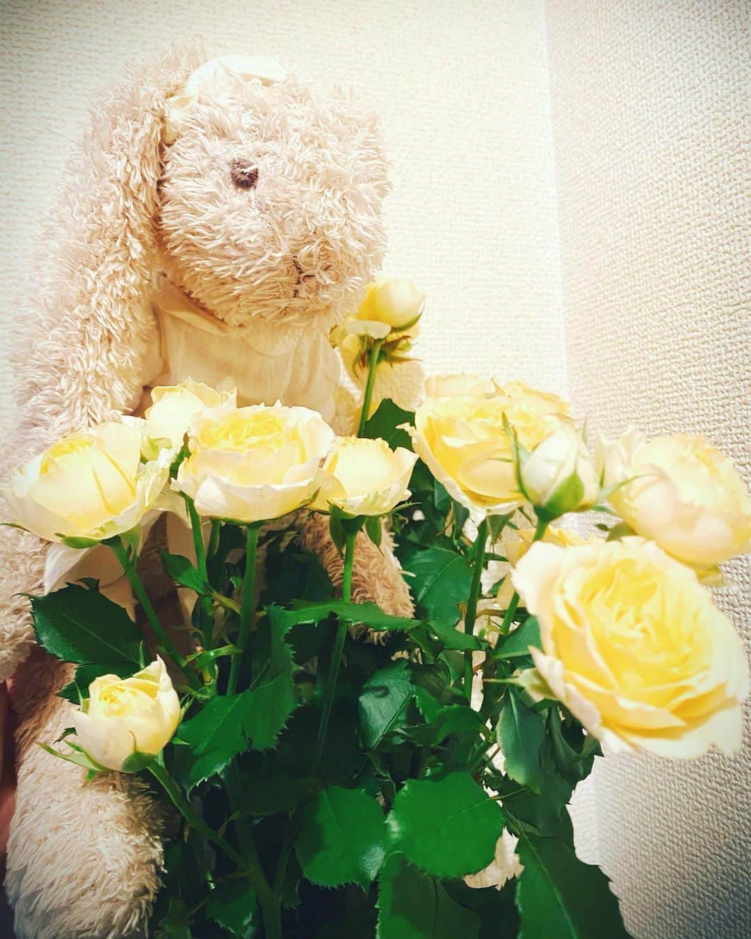 野本かりあのインスタグラム：「今日は七夕🎋 プリンさんの命日。 今朝方まだ寝ている時、枕元で『ダンッ』て音がして まるで、ウサギの足ダンみたいな音だなぁなんて、ウトウトしながらまた眠った。 プリンさんが来たのだったら、嬉しいよ🐰」