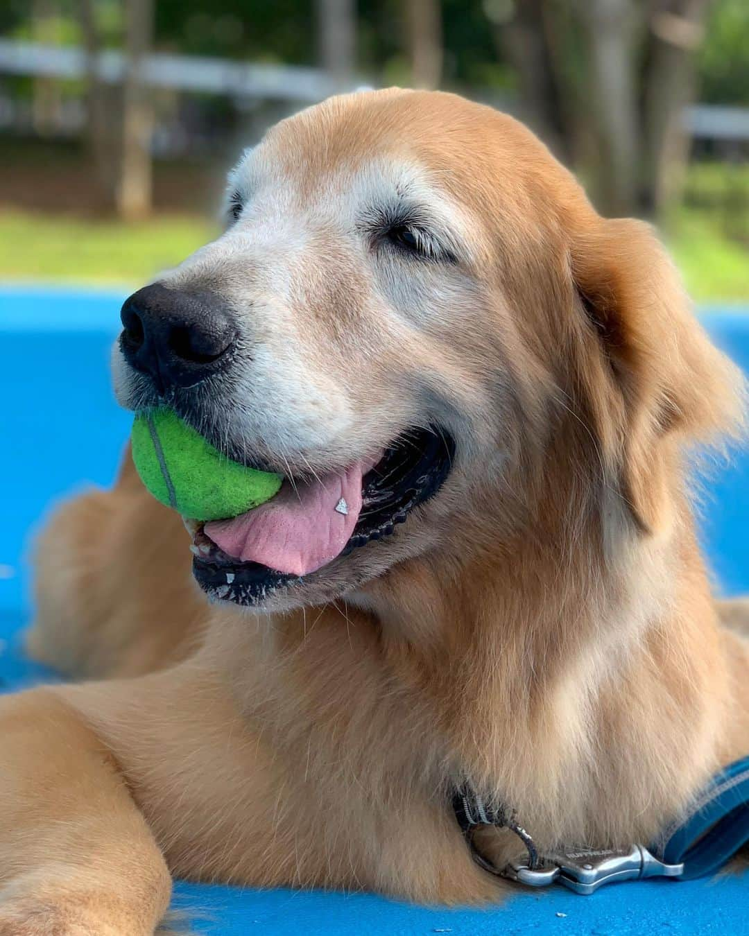 tamatamagoさんのインスタグラム写真 - (tamatamagoInstagram)「昨日のマオちゃんでこんばんは😊 テニスボール🎾嬉しくって 咥えたまんま😊😊😊 似たようなのばっかだけど、 どれも可愛い❤️ テニスボールくれたおじさん🎾ありがとう💕 . .  Happy Mamiao🐶🎾 . . 　 2020/07/07」7月7日 23時03分 - tamatamago