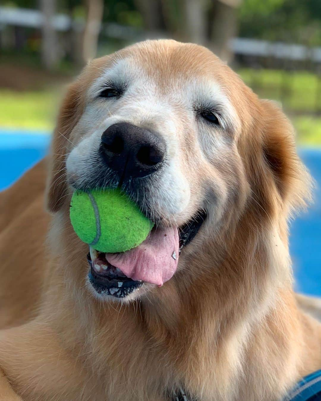 tamatamagoさんのインスタグラム写真 - (tamatamagoInstagram)「昨日のマオちゃんでこんばんは😊 テニスボール🎾嬉しくって 咥えたまんま😊😊😊 似たようなのばっかだけど、 どれも可愛い❤️ テニスボールくれたおじさん🎾ありがとう💕 . .  Happy Mamiao🐶🎾 . . 　 2020/07/07」7月7日 23時03分 - tamatamago