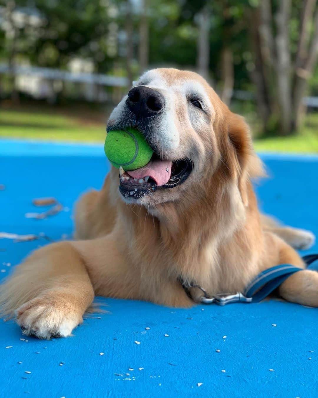 tamatamagoさんのインスタグラム写真 - (tamatamagoInstagram)「昨日のマオちゃんでこんばんは😊 テニスボール🎾嬉しくって 咥えたまんま😊😊😊 似たようなのばっかだけど、 どれも可愛い❤️ テニスボールくれたおじさん🎾ありがとう💕 . .  Happy Mamiao🐶🎾 . . 　 2020/07/07」7月7日 23時03分 - tamatamago