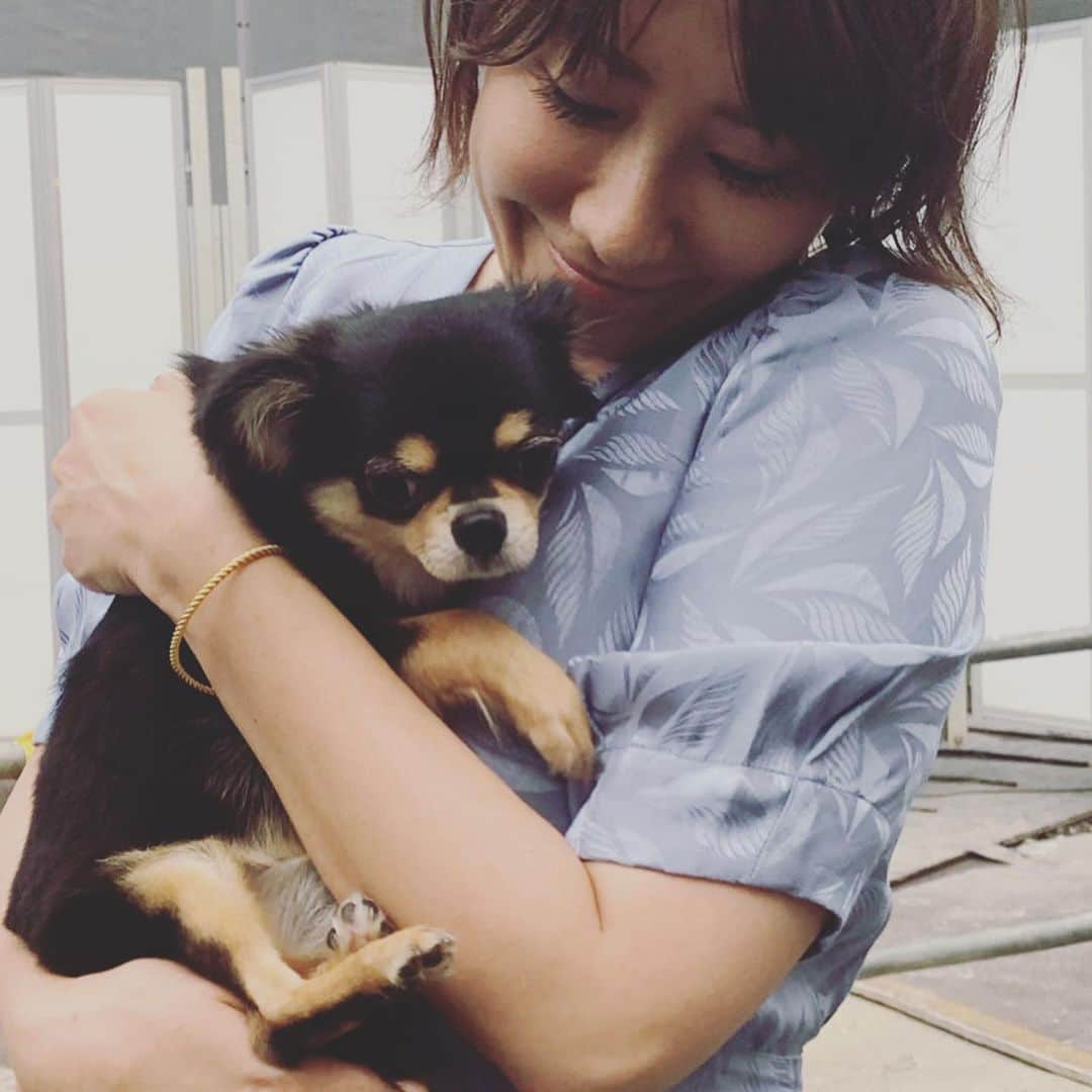 風間ゆみえのインスタグラム：「良かったね、ヴァンノッテン😊  世の中のワンちゃんたちがみんな幸せになりますように🙏✨  @soreyuke_vannoten  @kouta5858  #保護犬 #チワワ」