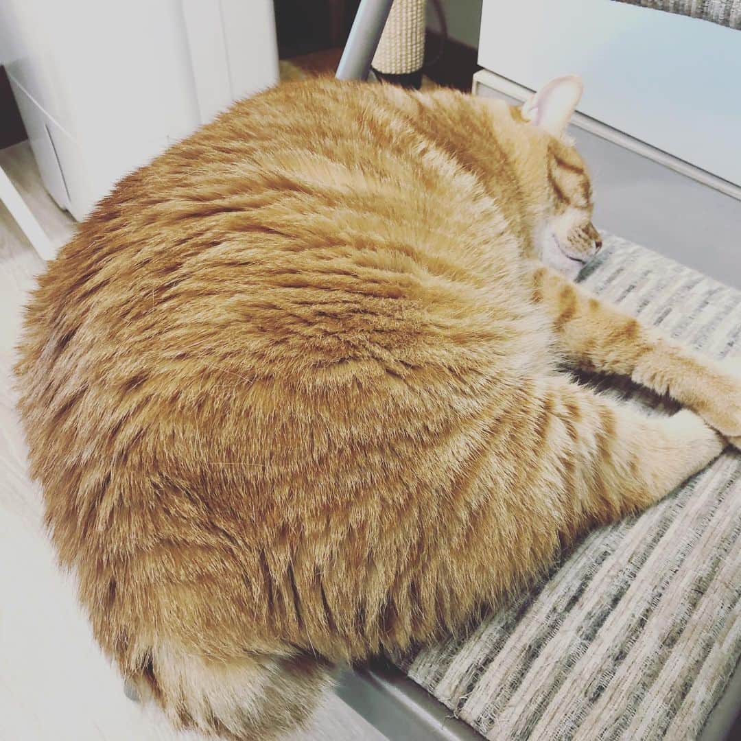黃阿瑪的後宮生活さんのインスタグラム写真 - (黃阿瑪的後宮生活Instagram)「嚕嚕：「你喜歡我的哪裡？」#嚕嚕 #貓 #fumeamcats #黃阿瑪的後宮生活」7月7日 17時48分 - fumeancat