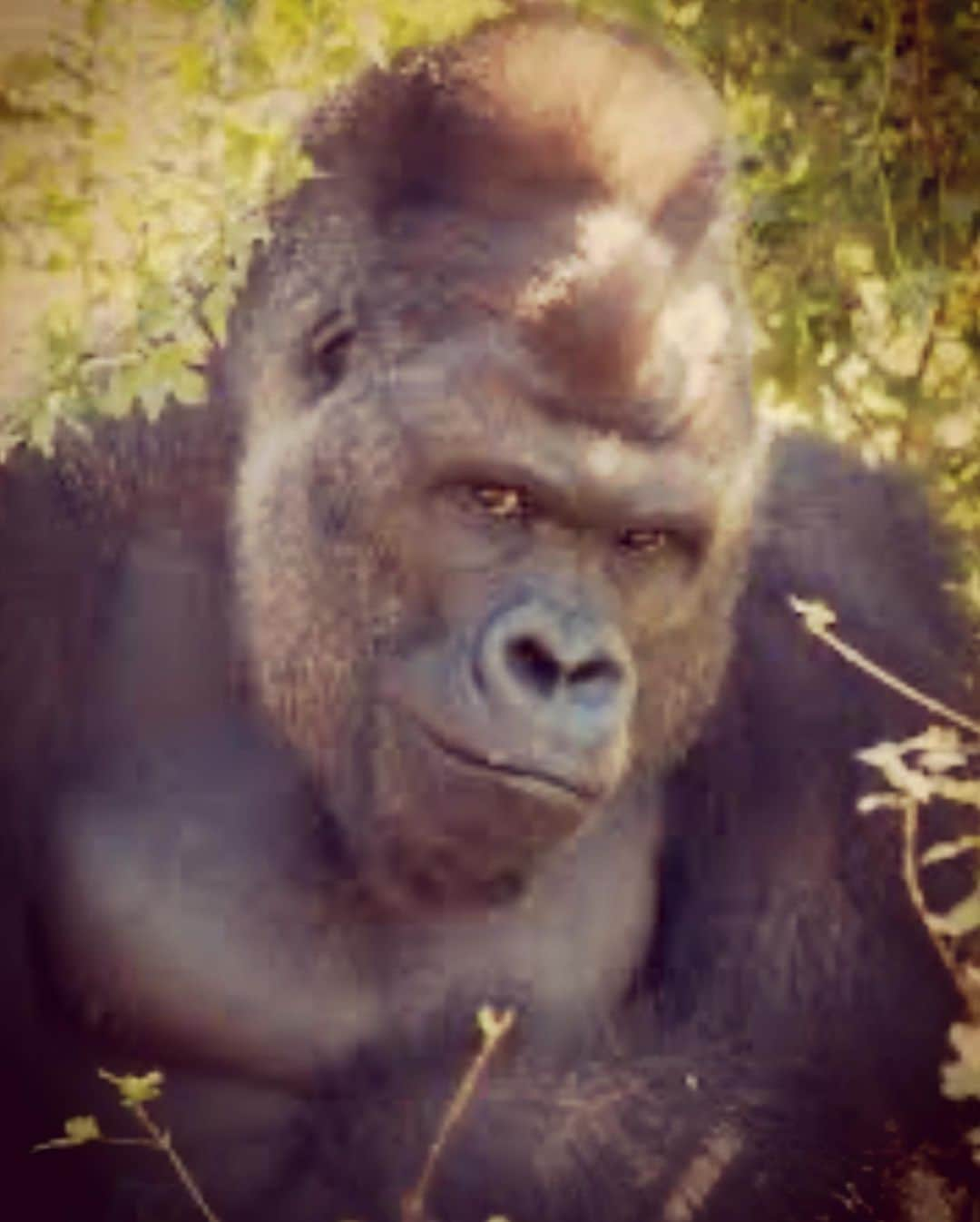 杉本知香さんのインスタグラム写真 - (杉本知香Instagram)「ソーシャルディスタンスゴリラ🦍  竹森くん3か月ぶりに散髪✂️  #中目黒美容室 #ソーシャルディスタンス　🦍  #FUJIWARA原西#FUJIWARA#原西ゴリラ #原西前髪#シャバーニ #アップダウン竹森#アップダウン#竹森巧」7月7日 18時17分 - sugimotoc