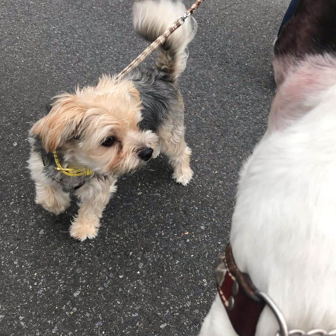 Q太郎さんのインスタグラム写真 - (Q太郎Instagram)「#minituru#bull#terrier#minibullterrier#miniturubullterrier#dog#dogstagram#cute#qtaro#love#family#ミニチュア#ブルテリア#ミニチュアブルテリア#Q太郎」7月7日 18時21分 - qtaro.jun