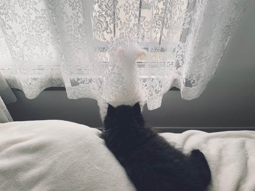 てふさんのインスタグラム写真 - (てふInstagram)「🎋🌌 #otefucat #cochicat」7月7日 18時27分 - cat_chouchou