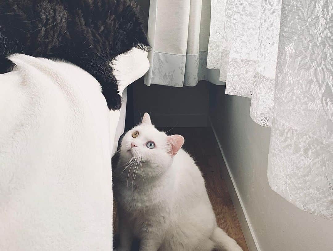 てふさんのインスタグラム写真 - (てふInstagram)「🎋🌌 #otefucat #cochicat」7月7日 18時27分 - cat_chouchou