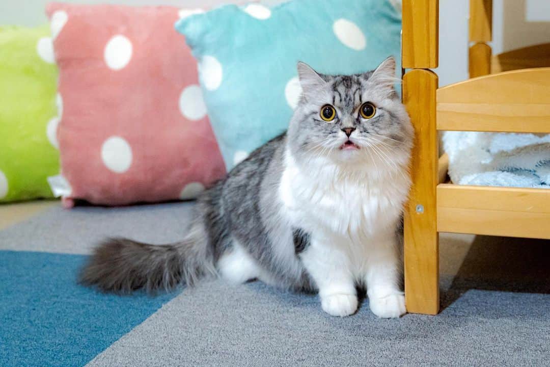 マアルのインスタグラム：「キャンディーさん #🐈 #北海道 #旭川市 #ペットホテル」