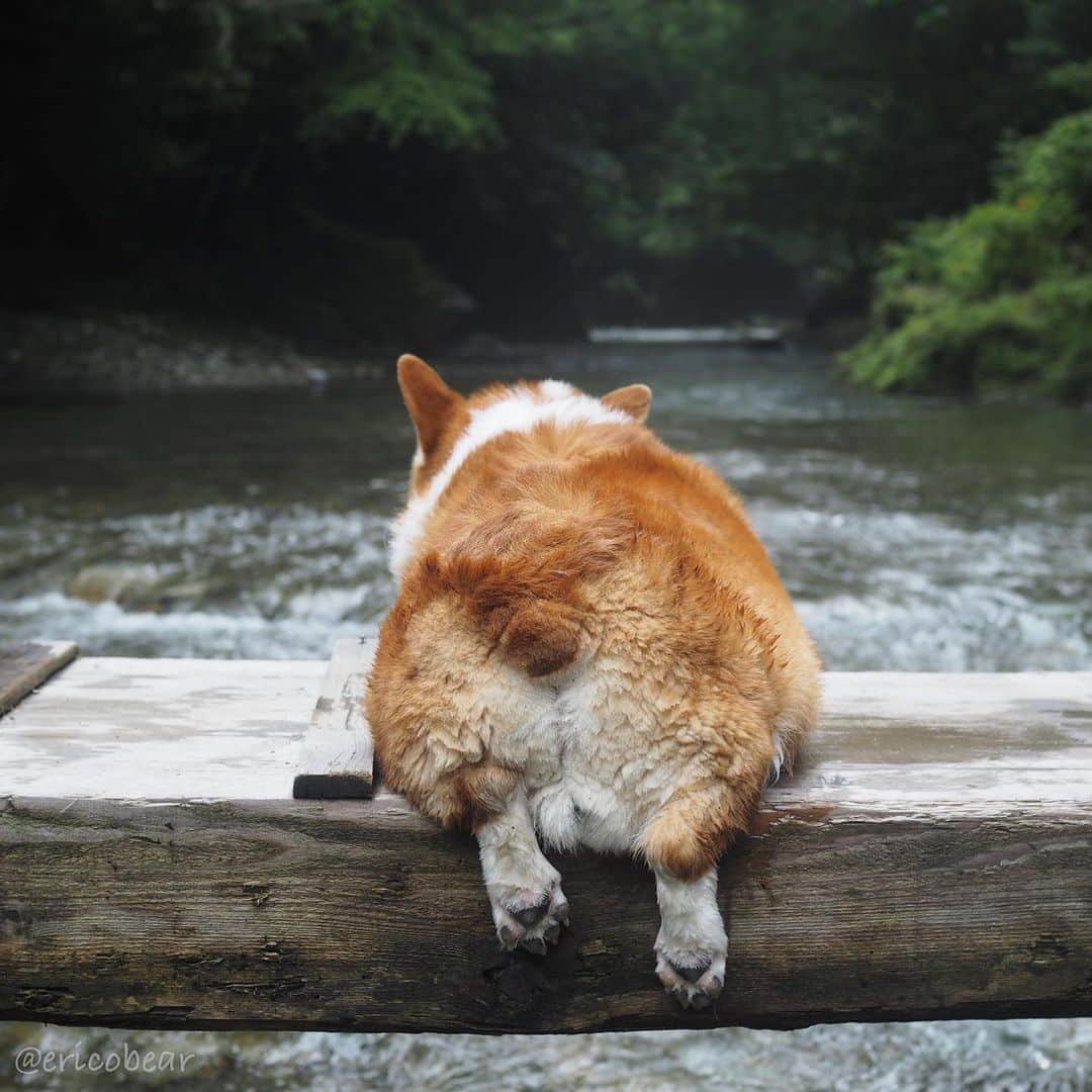 ericoのインスタグラム：「✩ ✩ 橋から溢れる力丸 そして 母のやる気よ😂 ✩ The bridge  were filled with Rikimaru's body. ✩ #旦那は言った #戦場カメラマンみたいだね #長靴履いて川の中 #エリコのやる気 ✩ #それいけ力丸くん #コーギー  #犬のいる暮らし#pembrokewelshcorgi  #corgistagram #barked #myfavcorgi #buzzfeed #corgisofinstagram  #dailyfluff #9gag #weeklyfluff #dogstagram #corgibutt」