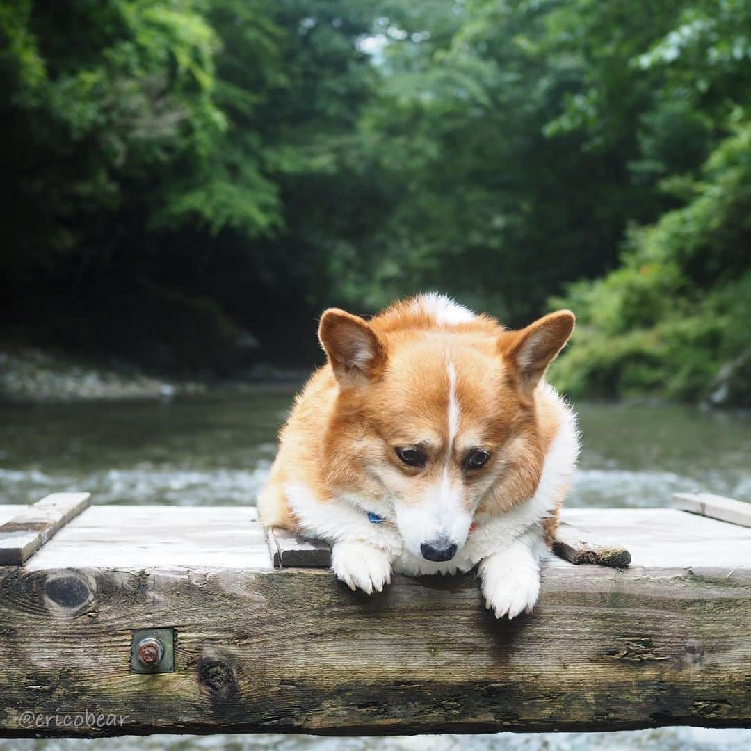 ericoさんのインスタグラム写真 - (ericoInstagram)「✩ ✩ 橋から溢れる力丸 そして 母のやる気よ😂 ✩ The bridge  were filled with Rikimaru's body. ✩ #旦那は言った #戦場カメラマンみたいだね #長靴履いて川の中 #エリコのやる気 ✩ #それいけ力丸くん #コーギー  #犬のいる暮らし#pembrokewelshcorgi  #corgistagram #barked #myfavcorgi #buzzfeed #corgisofinstagram  #dailyfluff #9gag #weeklyfluff #dogstagram #corgibutt」7月7日 19時03分 - ericobear