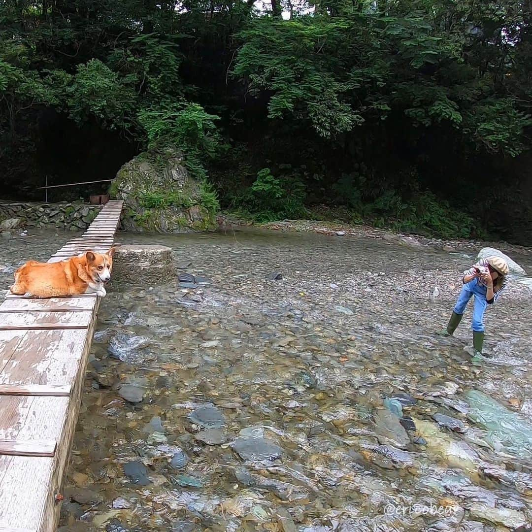 ericoさんのインスタグラム写真 - (ericoInstagram)「✩ ✩ 橋から溢れる力丸 そして 母のやる気よ😂 ✩ The bridge  were filled with Rikimaru's body. ✩ #旦那は言った #戦場カメラマンみたいだね #長靴履いて川の中 #エリコのやる気 ✩ #それいけ力丸くん #コーギー  #犬のいる暮らし#pembrokewelshcorgi  #corgistagram #barked #myfavcorgi #buzzfeed #corgisofinstagram  #dailyfluff #9gag #weeklyfluff #dogstagram #corgibutt」7月7日 19時03分 - ericobear