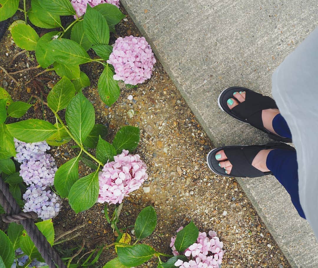 服部ひで子のインスタグラム：「足元にも紫陽花🌿♡  #紫陽花 #あじさい」