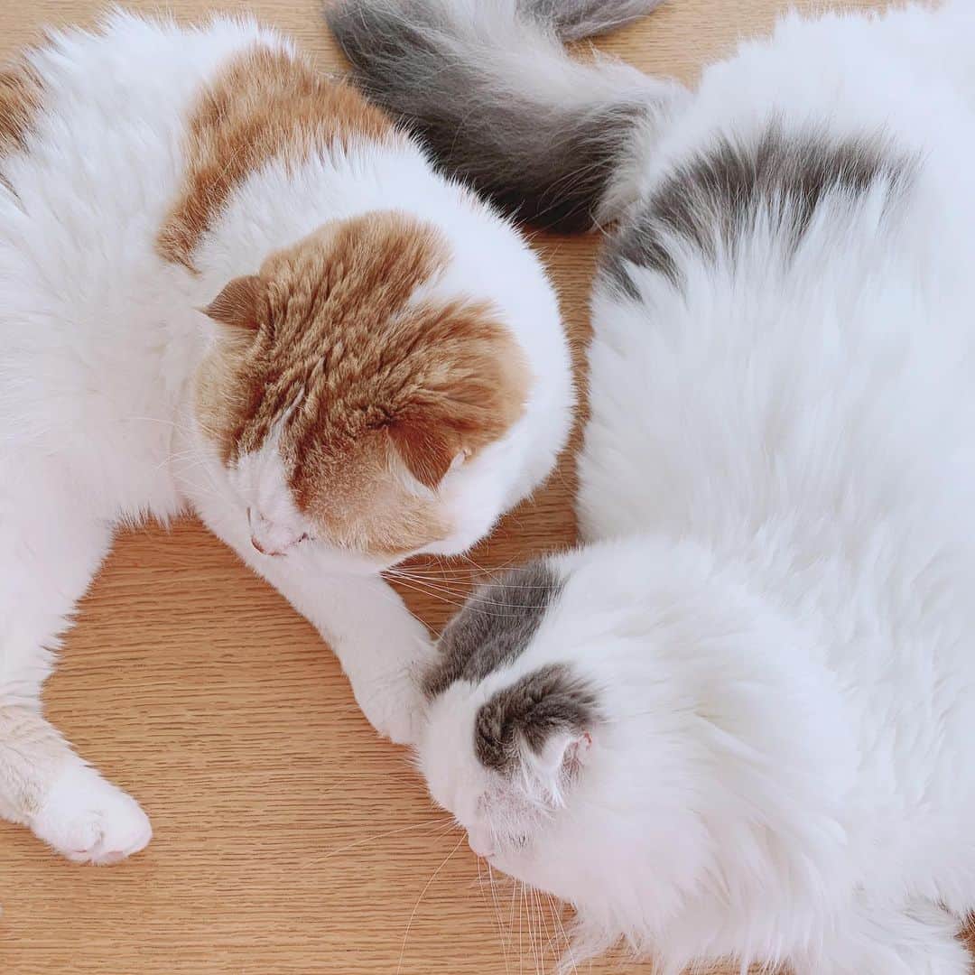 のんたのインスタグラム：「いつも仲良しのんぱん☺️ ぱんちゃんからさりげなくピタっとくっつきます ぼーちゃんにはこれができないんだなぁ… ・ #scottishfold #catstagram_japan #catsofinstagram #cats_of_instagram#catoftheday #ilovemycat #bestmeow #catlover #cutecat #kittensofinstagram #cute #スコティッシュフォールド#brotherandsister」