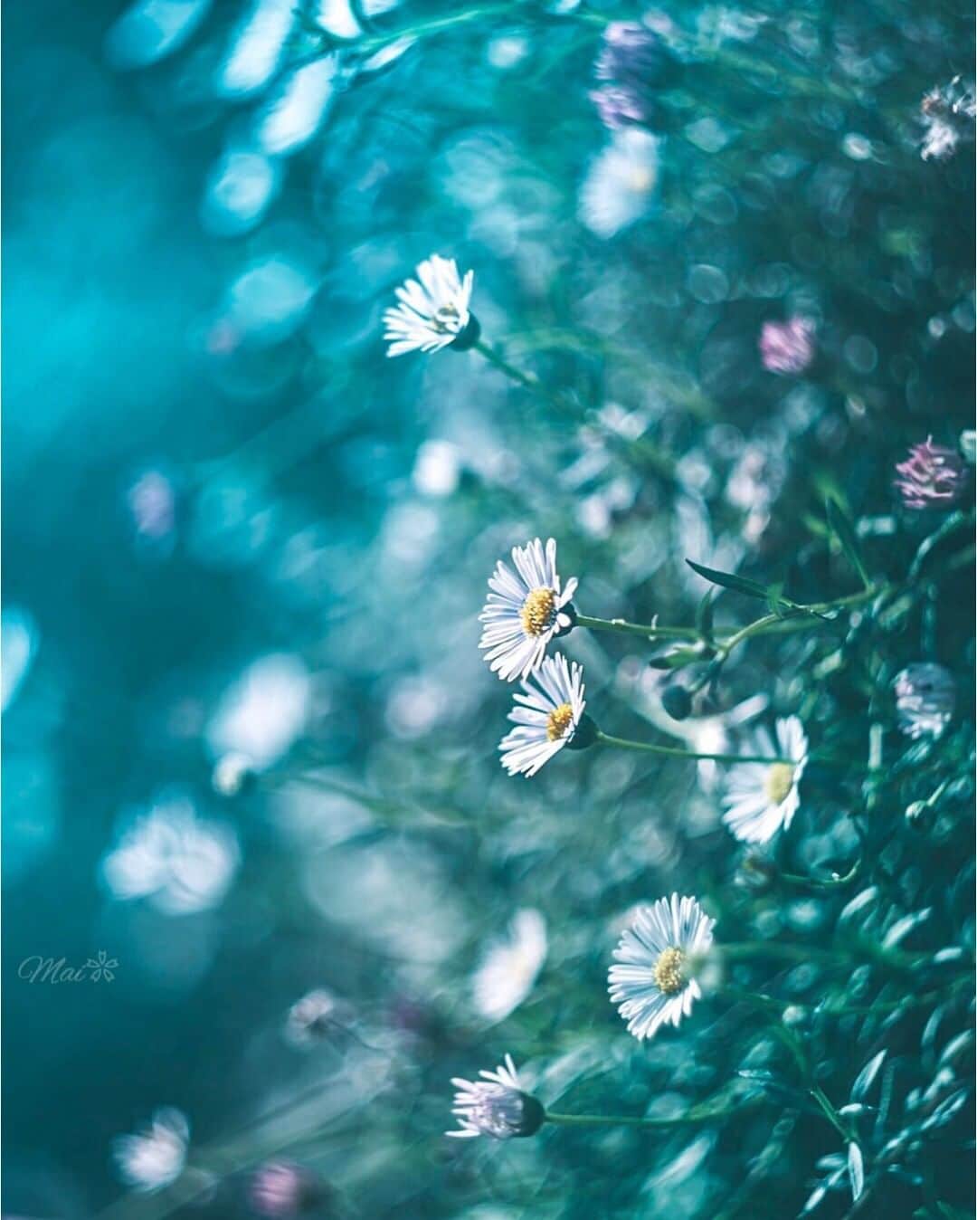 花の写真館のインスタグラム：「Photo by @alice_garden__.⠀ https://instagram.com/alice_garden__/⠀ .⠀ Original Post[投稿いただいたURL]⠀ https://www.instagram.com/p/B3K361JAgNq/⠀ .⠀ 本アカウントは、 #私の花の写真 をつけてInstagramに投稿された皆さまの花の写真や、「花の写真館」Facebookページで投稿された花の写真を紹介します。⠀ 「花の写真館」Facebookページは、「 @floral.photograph 」のプロフィールにあるURLからご覧ください。⠀ .⠀ ※各自、政府、自治体など公的機関の指示に従った行動をお願いします。⠀⠀ 東京カメラ部および分室では、写真を「見る楽しみ」を提供することを通して、微力ながら皆様にわずかな時間でも癒しをお届けしたいと思っております。⠀ ※本アカウントは東京カメラ部がFacebook、Instagramのサービスを利用して運営しているもので、Facebook社・Instagramとは一切関係ありません。⠀ .⠀ #花の写真館 #floralphotograph #floralphoto #flower #flowers⠀ Follow: @floral.photograph」