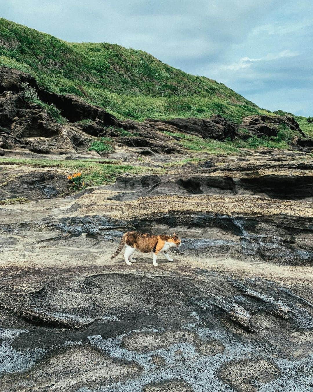 RUBYのインスタグラム：「おニャン様方🐈🌿🌱☘️  幸せだろうなぁ🥺🤲🏼 #海猫 #野良猫」