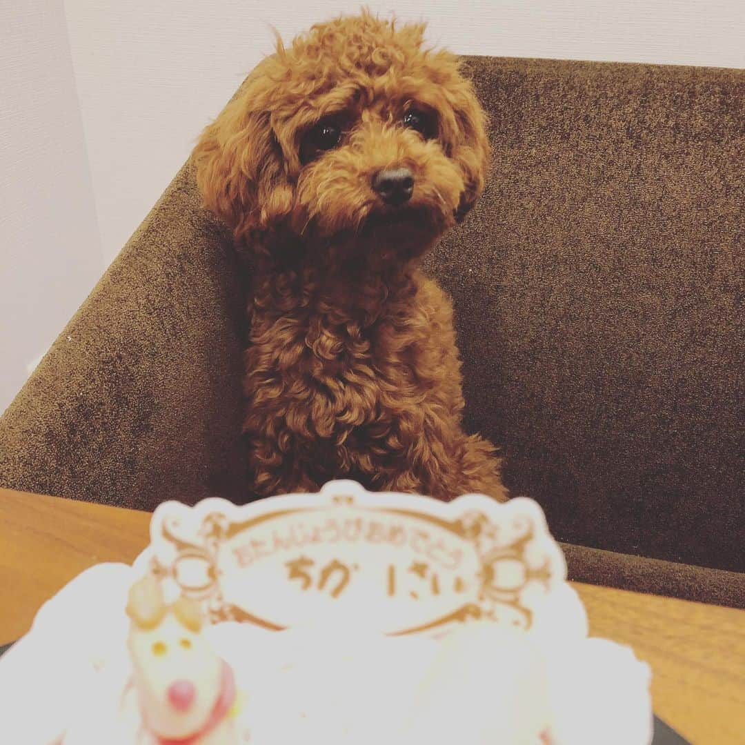 廣瀬純のインスタグラム：「少し早目の誕生日🎂7／9  チカくん、1歳になります🎊  コロナ禍のなか本当に助けてくれました。これからも元気でいてください😉」