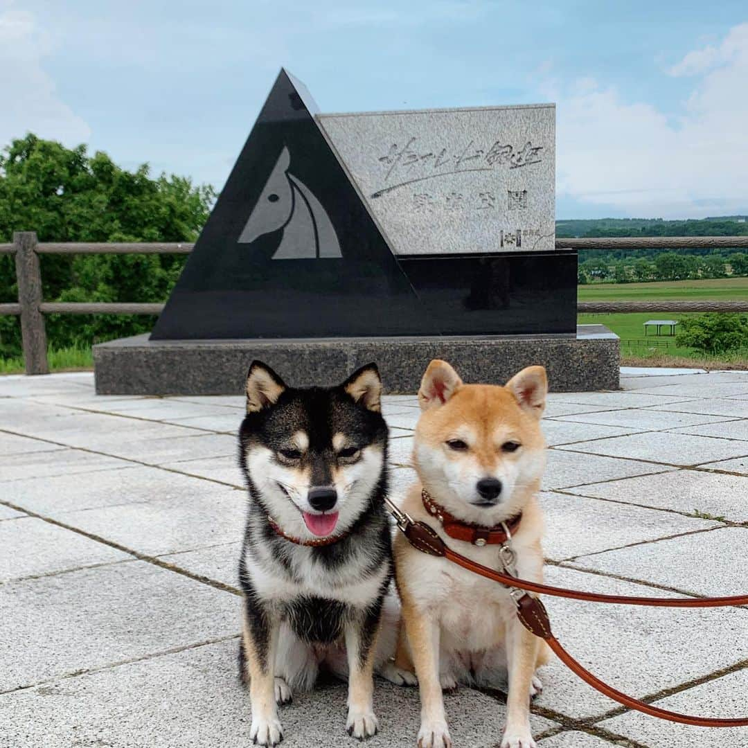 豆柴なつ&ふゆさんのインスタグラム写真 - (豆柴なつ&ふゆInstagram)「We'er arriving at the Hokkaido😆🌟 北海道に到着😆🌟先ずは日高方面‼️   #サラブレッド　#馬　#racehorses #trip #北海道 #犬連れ旅行 #hokkaido  #旅行#dogstagram  #thedailyshibainu #シバフル  #shibamania  #柴犬ライフ#shiba_snap  #instashiba#cutedogs  #柴犬#shiba #shibainu #shibastagram #いぬすたぐらむ #pecoいぬ部 #犬バカ部  #instafollow #dogoftheday  #🐕📷 #theshibasociety  #柴#proudshibas  #柴犬マニア」7月7日 20時19分 - mameshiba.natsuinu56