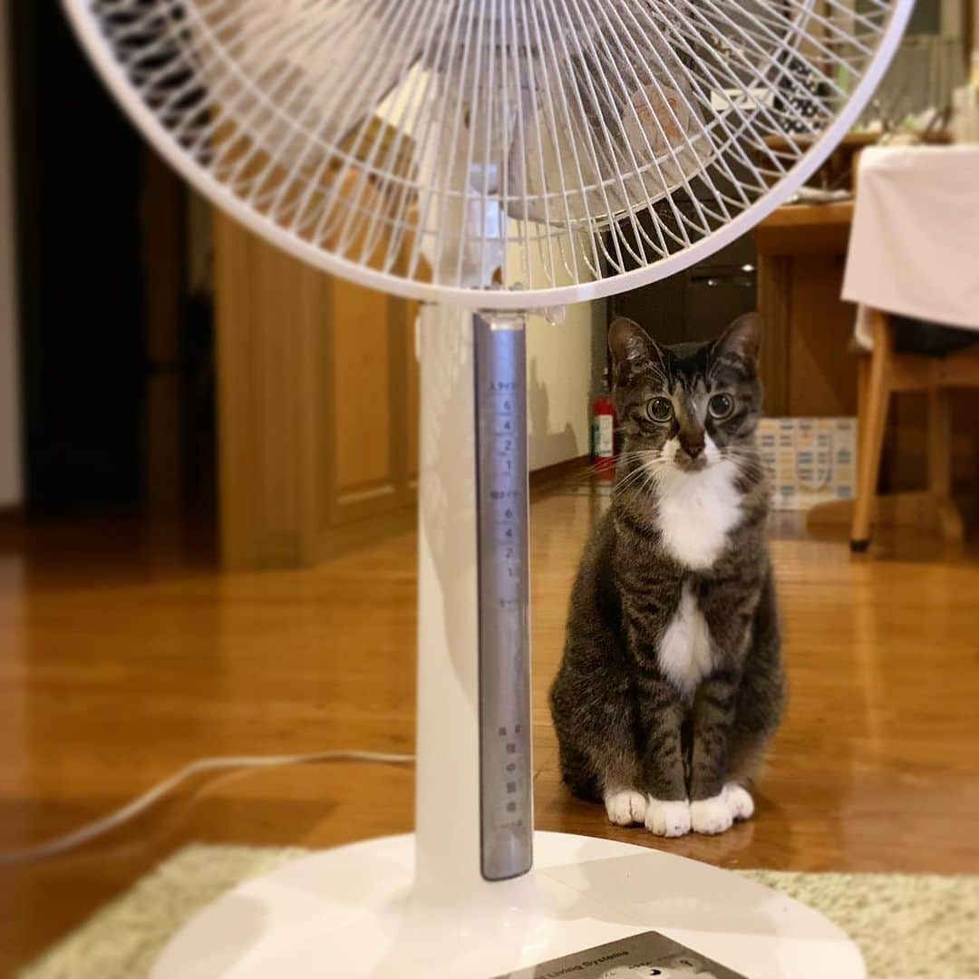 takegaeruのインスタグラム：「扇風機とてんちゃん #猫 #cat #よもねこ #よもぎねこ #キジトラ #きじとら」